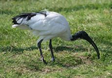 Ibis-13.jpg